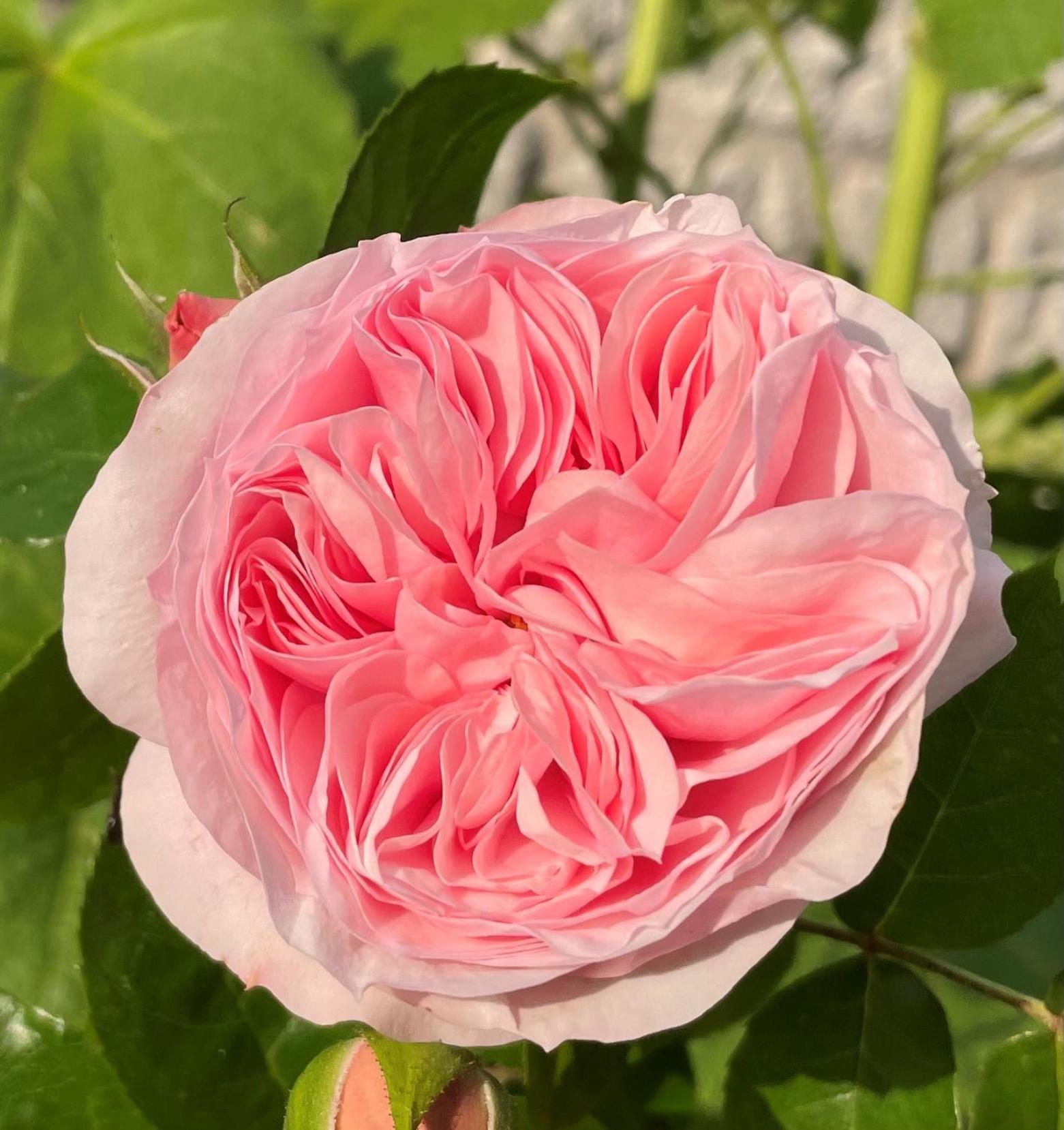 La Petite Maison De Giverny - Gite De Charme 5 Etoiles Au Coeur Du Village - 3 Chambres 외부 사진